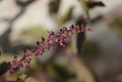 Basil tulsi in flowers with defocused flower background