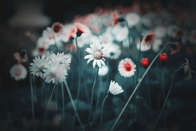 Close-up of flowering plants on field