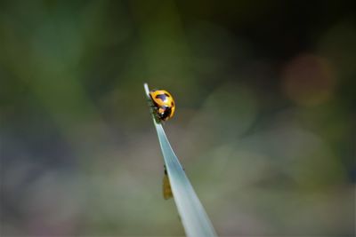 Close-up of ladybug on blade of grass