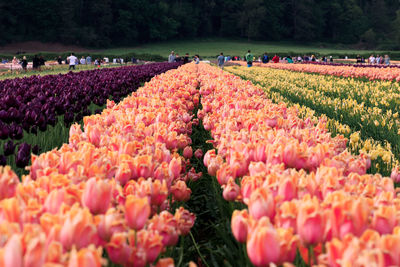 View of flowering plants on field
