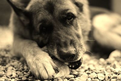 Close-up of dog resting