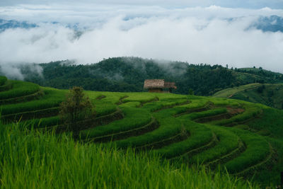 Scenic view of agricultural field against sky