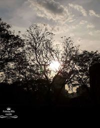 Silhouette trees against sky during sunset