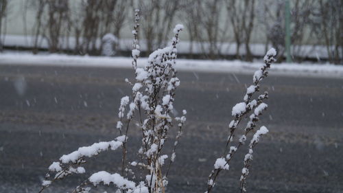 Close-up of icicles on field