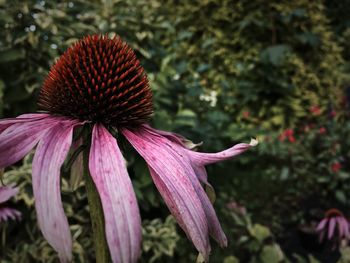 Close-up of purple flower in park