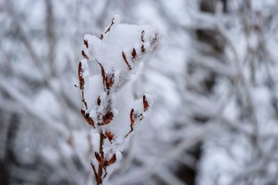 Close-up of snow covered plant