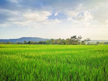 Scenic view of farm against cloudy sky