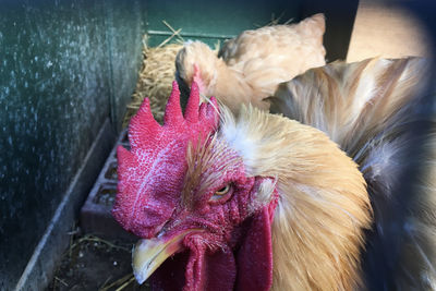 Close-up of rooster