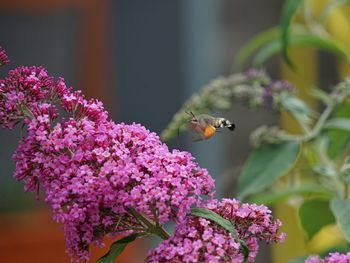 Close-up of insect pollinating on pink flower