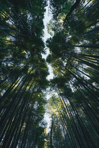 Low angle view of trees in forest