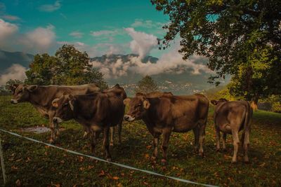 Cows standing on field against sky