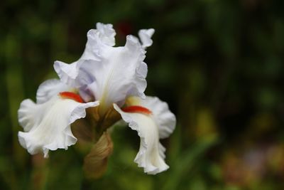 Close-up of flowers blooming outdoors