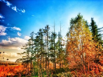 Low angle view of trees in forest against sky