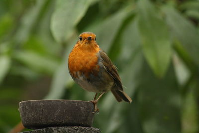 Close-up of bird perching outdoors