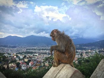 Monkey sitting on retaining wall against cityscape