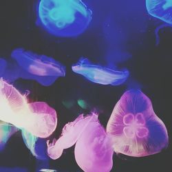 Close-up of jellyfish against black background