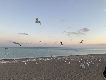 Seagulls flying over sea against sky