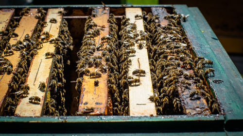 Close-up of bees in wooden box