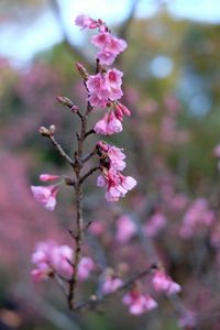 Close-up of pink flowers on branch