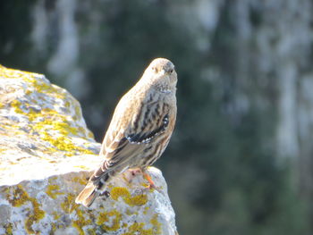 Close-up of eagle perching on rock