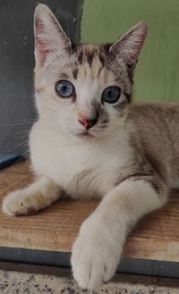 Close-up portrait of cat relaxing at home