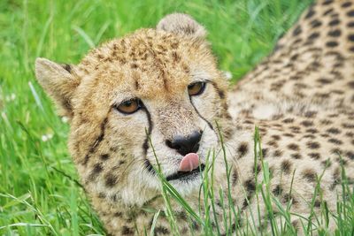 Close-up portrait of a cat on field