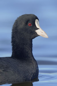 Close-up of duck swimming in lake