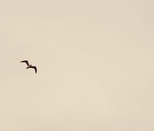 Low angle view of bird flying