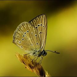 Close-up of butterfly on leaf