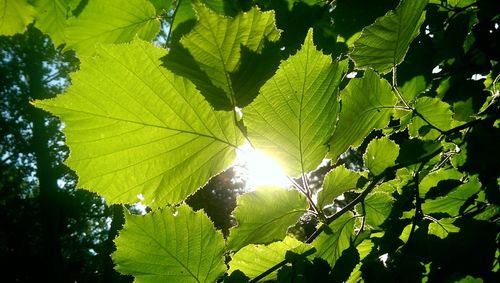 Close-up of leaves