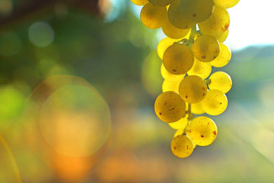 Close-up of yellow berries growing on tree