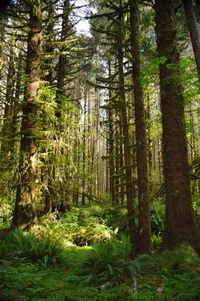 Pine trees in forest
