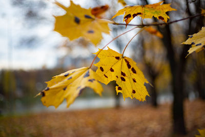 Close-up of yellow maple leaves on branch