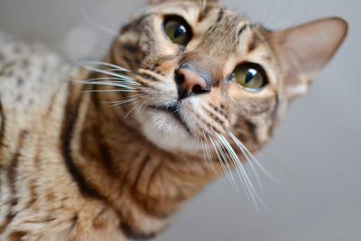 Close-up portrait of cat