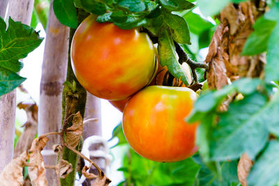 Close-up of oranges growing on tree