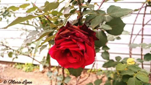 Close-up of red rose