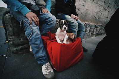 Low section of people with dog