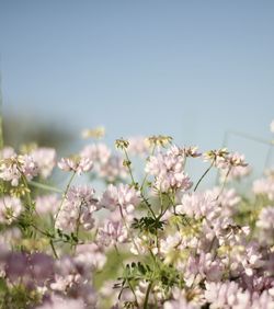 Close-up of pink cherry blossom