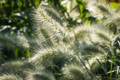 Close-up of grass growing on sunny day