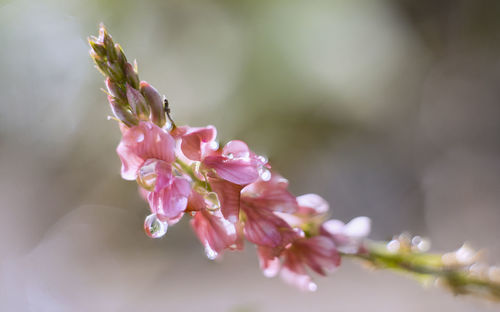 Close-up of pink cherry blossoms