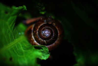 Close-up of snail on leaf