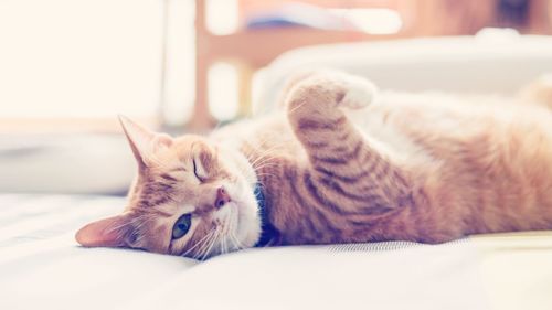 Close-up of cat lying on bed