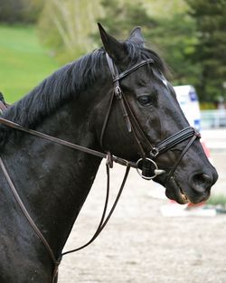 Close-up of horse standing on field