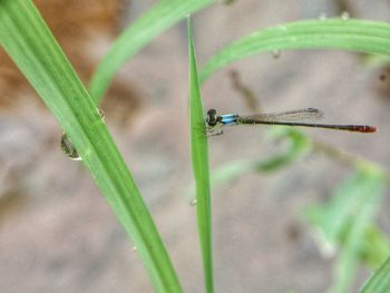 Close-up of damselfly o leaf