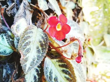 Close-up of snow on plant