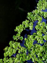 High angle view of flowering plants