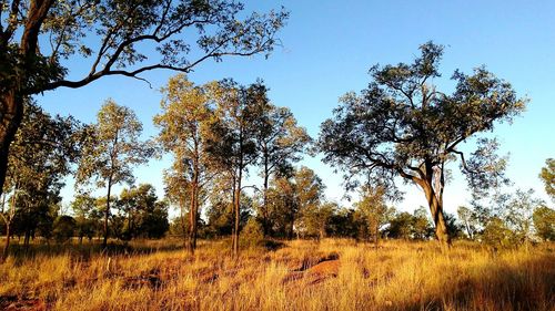 Trees in forest against sky