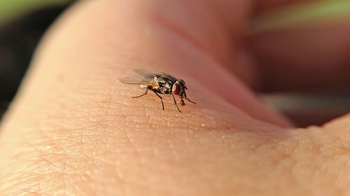 Close-up of housefly on person skin