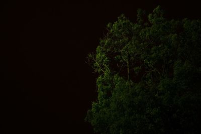 View of trees at night