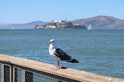 Seagull perching on a sea